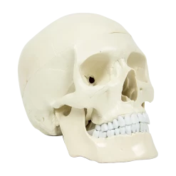 Randy & Travis Machinery Life Size Anatomical Deluxe Human Skull Model Medical Skeleton Anatomy Replica